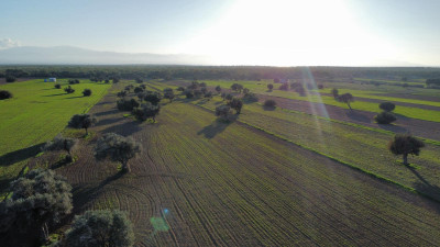 15 Acres of Field with Turkish Title Deed for Sale in the Akdeniz Region!